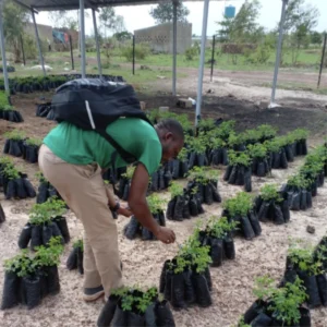 Moringa Plant Live Trees - 2 Trees - 6-12 Inch Tall - Drumstick Tree