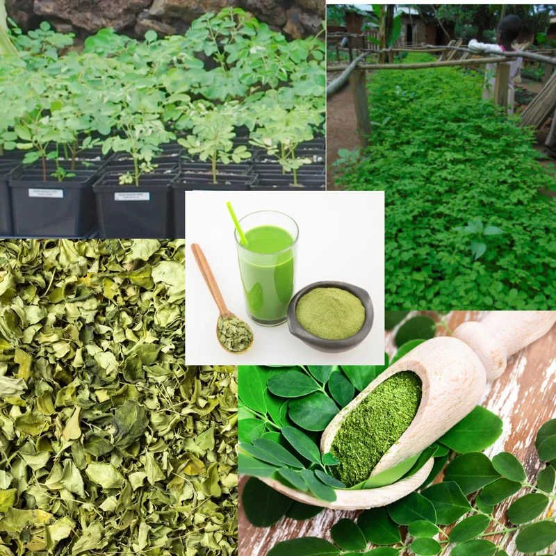 Moringa Plant Live Trees - 2 Trees - 6-12 Inch Tall - Drumstick Tree