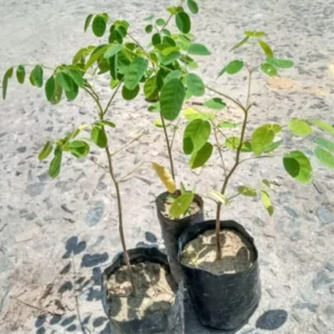 Moringa Plant Live Trees - 2 Trees - 6-12 Inch Tall - Drumstick Tree