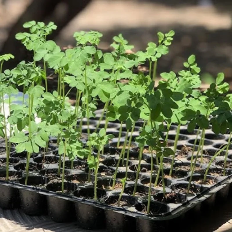 Moringa Plant Live Trees - 2 Trees - 6-12 Inch Tall - Drumstick Tree