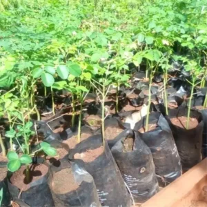 Moringa Tree Plants Live - 2 Potted Plants 6-12 Inch - Drumstick Tree