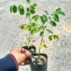 Moringa Tree Plants Live - 2 Potted Plants 6-12 Inch - Drumstick Tree
