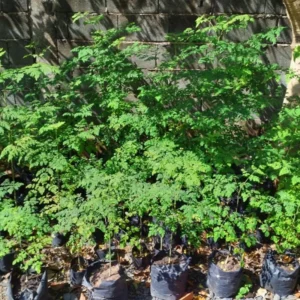 Moringa Tree Plants Live - 2 Potted Plants 6-12 Inch - Drumstick Tree