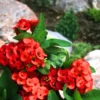 Crown of Thorns Plant - Red Euphorbia Milii Live Plant Decor Hardy Thorns
