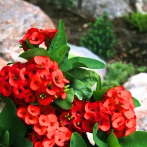 Crown of Thorns Plant - Red Euphorbia Milii Live Plant Decor Hardy Thorns