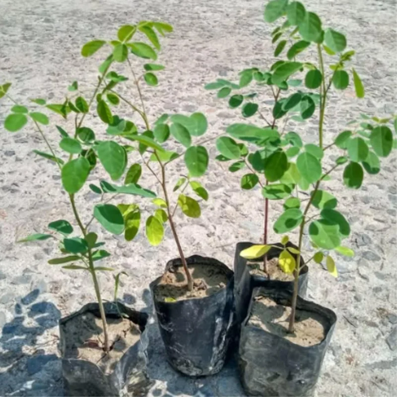 Moringa Plants Live - 4 Tree Seedlings, 6-12 Inch Tall, Drumstick Tree
