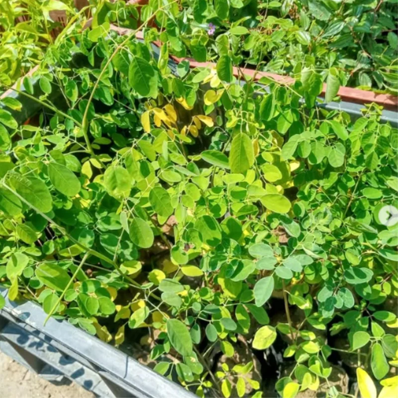 Moringa Plants Live - 4 Tree Seedlings, 6-12 Inch Tall, Drumstick Tree
