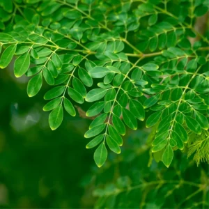 Moringa Plants Live - 4 Tree Seedlings, 6-12 Inch Tall, Drumstick Tree