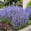 Russian Sage Plants - 4 Live Perovskia Sage Plants - 4 Inch Pots - Perennial