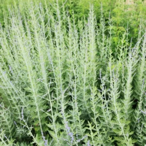 Russian Sage Plants - 3 Pots with 6 Blue Perovskia Sage - 4 Inch Pot - Hardy Perennial