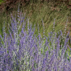 Russian Sage Plants - 3 Pots with 6 Blue Perovskia Sage - 4 Inch Pot - Hardy Perennial