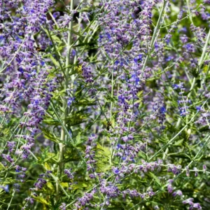 Russian Sage Plants - 3 Pots with 6 Blue Perovskia Sage - 4 Inch Pot - Hardy Perennial