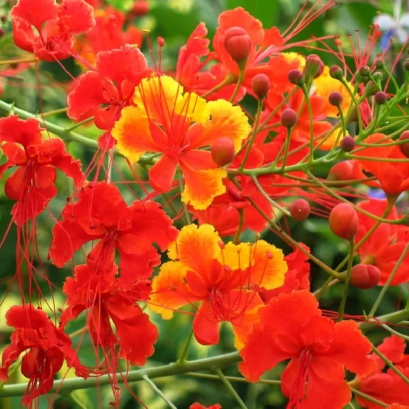 Peacock Plant Live - 6 Inch Potted Exotic Caesalpinia Pulcherrima Tree Starter