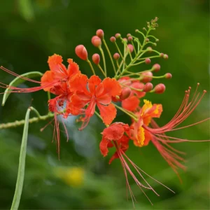 Peacock Plant Live - 6 Inch Potted Exotic Caesalpinia Pulcherrima Tree Starter