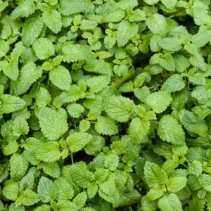 Catnip Plants - 2 Live Plants for Planting - Indoor/Outdoor - Perennial Herb