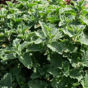 Catnip Plants - 2 Live Plants for Planting - Indoor/Outdoor - Perennial Herb