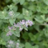 Catnip Plants Live - 6 Fresh Herb Plants for Indoor Outdoor Planting