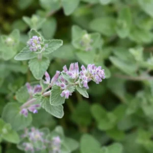 Catnip Plants Live - 6 Fresh Herb Plants for Indoor Outdoor Planting