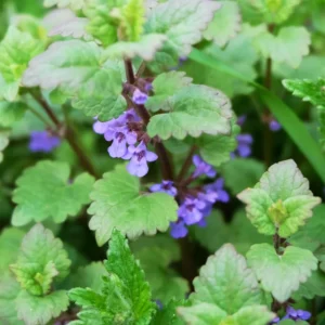 Catnip Plants Live - 6 Fresh Herb Plants for Indoor Outdoor Planting