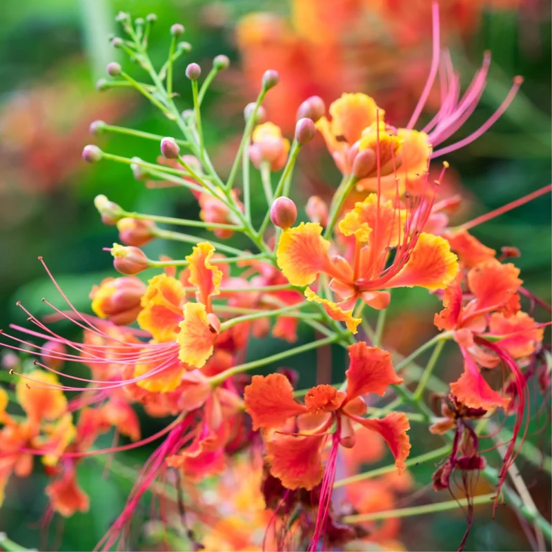 Red Bird of Paradise Trees - Set of 2 Live Peacock Plants - 6 Inch Potted Tropical Exotic Starters
