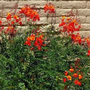 Red Bird of Paradise Trees - Set of 2 Live Peacock Plants - 6 Inch Potted Tropical Exotic Starters