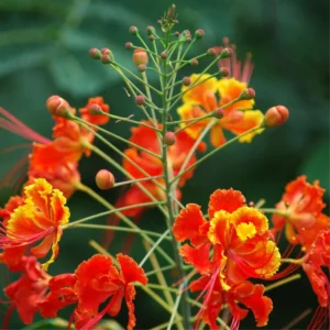 Red Pride of Barbados Tree Live Plant - Exotic Peacock Tree Starter Plant - 6 Inch Pot