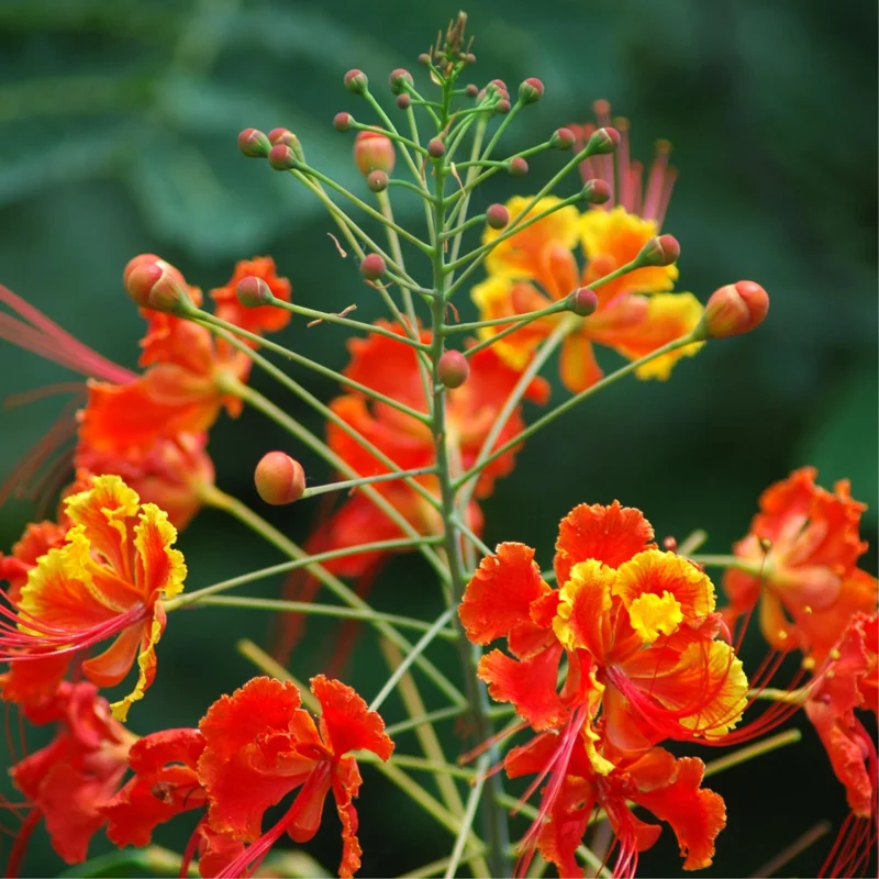 Red Pride of Barbados Tree Live Plant - Exotic Peacock Tree Starter Plant - 6 Inch Pot