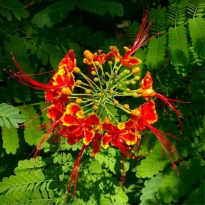Red Pride of Barbados Tree Live Plant - Exotic Peacock Tree Starter Plant - 6 Inch Pot