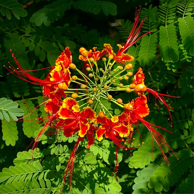 Red Pride of Barbados Tree Live Plant - Exotic Peacock Tree Starter Plant - 6 Inch Pot