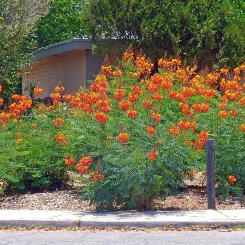 Red Pride of Barbados Tree Live Plant - Exotic Peacock Tree Starter Plant - 6 Inch Pot