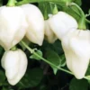 White Ghost Pepper Plants - 4 Hot Chili Seedlings - Rare Variety