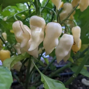 White Ghost Pepper Plants - 4 Hot Chili Seedlings - Rare Variety