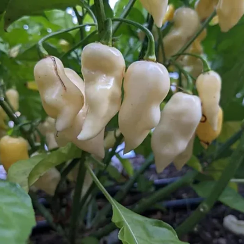 White Ghost Pepper Plants - 4 Hot Chili Seedlings - Rare Variety