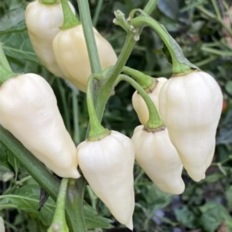 White Ghost Pepper Plants - 4 Hot Chili Seedlings - Rare Variety