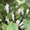 White Ghost Pepper Live Plants - 4 Inch Pot - Hot Chili Pepper