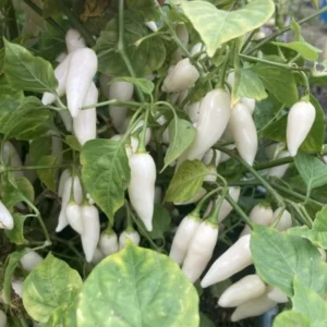 White Ghost Pepper Live Plants - 4 Inch Pot - Hot Chili Pepper