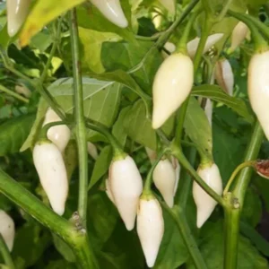 White Ghost Pepper Live Plants - 4 Inch Pot - Hot Chili Pepper