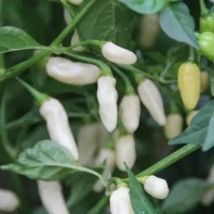 White Ghost Pepper Live Plants - 4 Inch Pot - Hot Chili Pepper