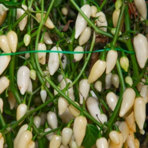 White Ghost Pepper Live Plants - 4 Inch Pot - Hot Chili Pepper