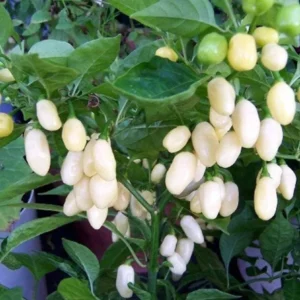 White Ghost Pepper Live Plants - 4 Inch Pot - Hot Chili Pepper