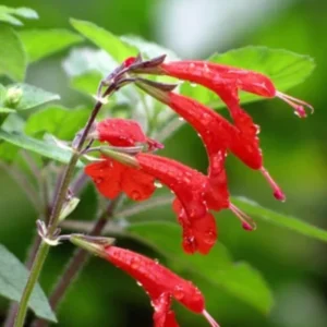 Perennial Salvia Plants - Live Pineapple Sage in 4 Inch Pot - 2 Plants