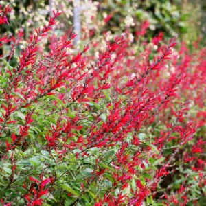 Perennial Salvia Plants - Live Pineapple Sage in 4 Inch Pot - 2 Plants