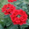 Red Perennial Verbena Plants - Live Flowering Plants Set of 4 for Garden & Containers