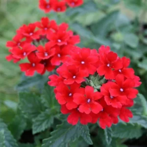 Red Perennial Verbena Plants - Live Flowering Plants Set of 4 for Garden & Containers
