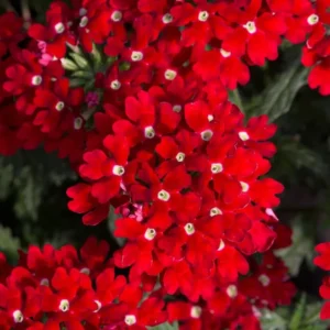 Red Perennial Verbena Plants - Live Flowering Plants Set of 4 for Garden & Containers