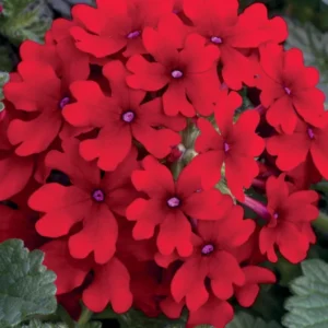 Red Perennial Verbena Plants - Live Flowering Plants Set of 4 for Garden & Containers