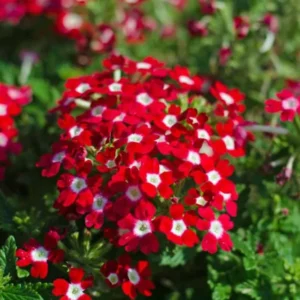 Red Perennial Verbena Plants - Live Flowering Plants Set of 4 for Garden & Containers