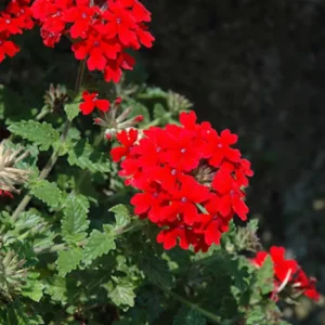 Red Perennial Verbena Plants - Live Flowering Plants Set of 4 for Garden & Containers