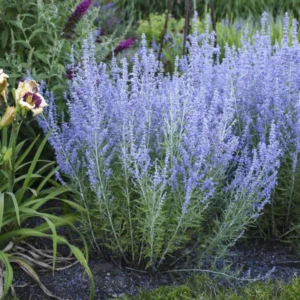 Perennial Salvia Plants Live - 4 Inch Pot, Sage Plants, Russian Sage