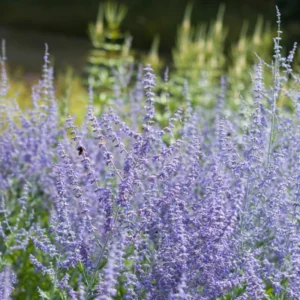 Perennial Salvia Plants Live - 4 Inch Pot, Sage Plants, Russian Sage